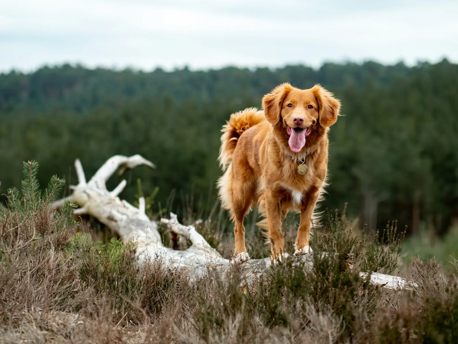 medium-coated tan dog